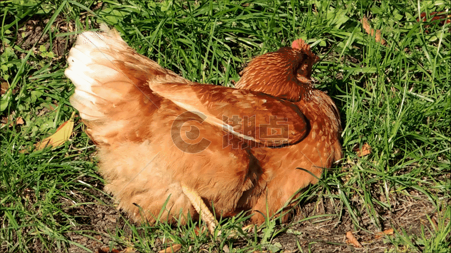 草地里在生蛋的老母鸡GIF图片素材免费下载