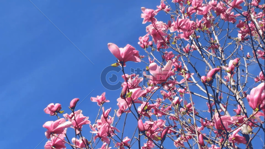 粉红色的玉兰花花朵GIF图片素材免费下载