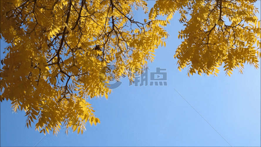 黄色的银杏树叶飘落GIF图片素材免费下载