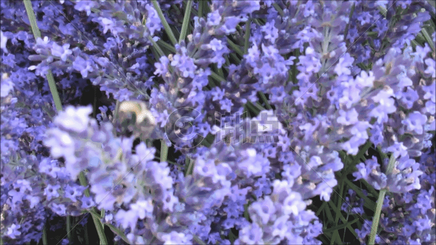 蜜蜂在紫蓝色薰衣草上采蜜GIF图片素材免费下载