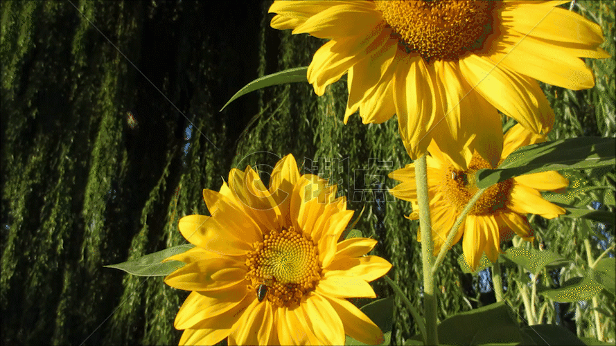 微距镜头下的向日葵蜜蜂采蜜GIF图片素材免费下载