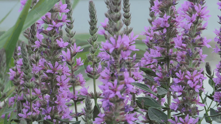紫色的野花GIF图片素材免费下载