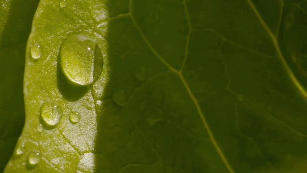 树叶上的水滴GIF图片素材免费下载