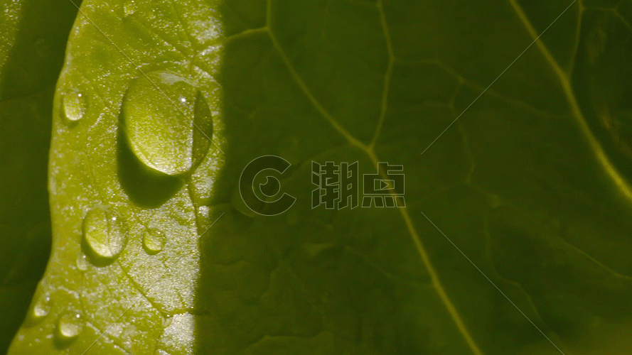 树叶上的水滴GIF图片素材免费下载