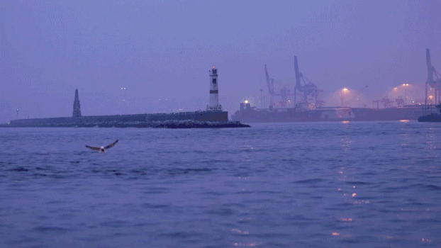 夜幕平静港口海鸥飞翔GIF图片素材免费下载