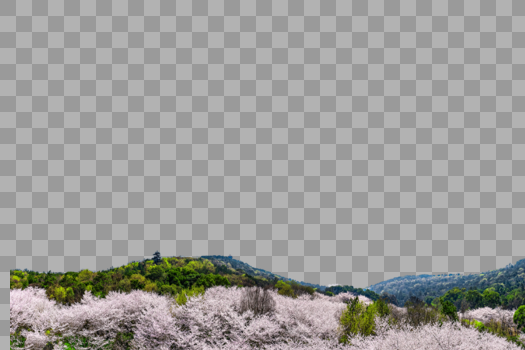 云瀑般的的樱花林图片素材免费下载