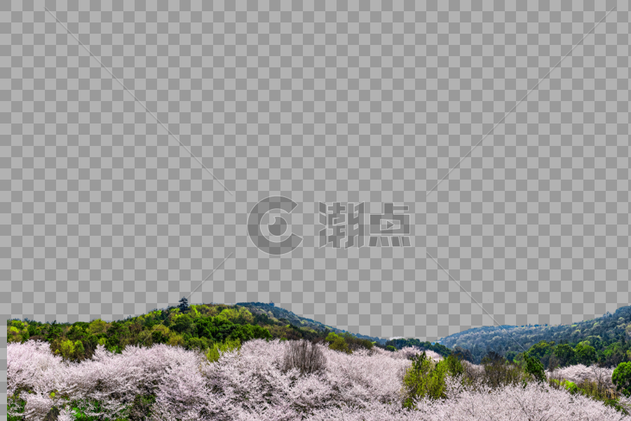 云瀑般的的樱花林图片素材免费下载