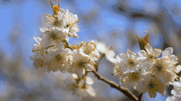 樱桃花实拍素材GIF图片素材免费下载