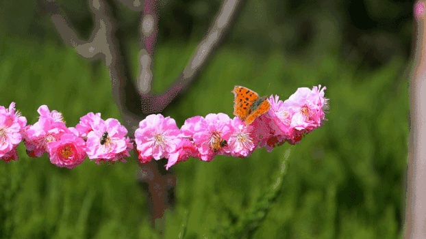 一组花和蝴蝶的镜头GIF图片素材免费下载