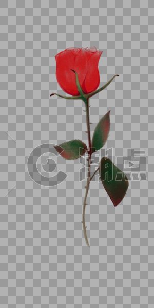 红色玫瑰花图片素材免费下载