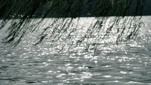 湖面柳树GIF图片素材免费下载