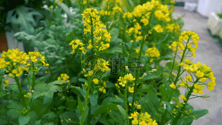 金黄色春天的油菜花GIF图片素材免费下载