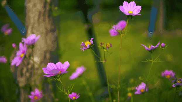 紫色太阳花GIF图片素材免费下载
