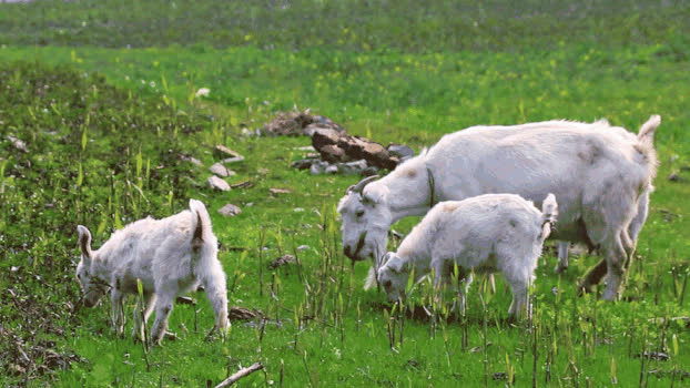 羊儿在山坡吃草GIF图片素材免费下载