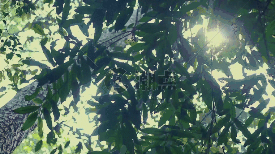 森林阳光GIF图片素材免费下载