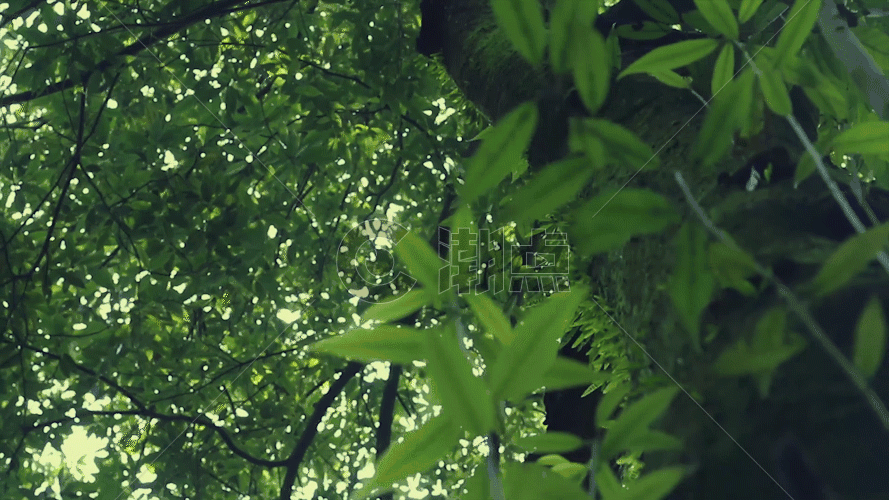 绿意阳光透过大树照耀过来GIF图片素材免费下载