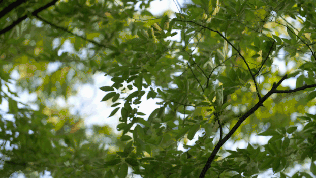 晴天绿色树叶GIF图片素材免费下载