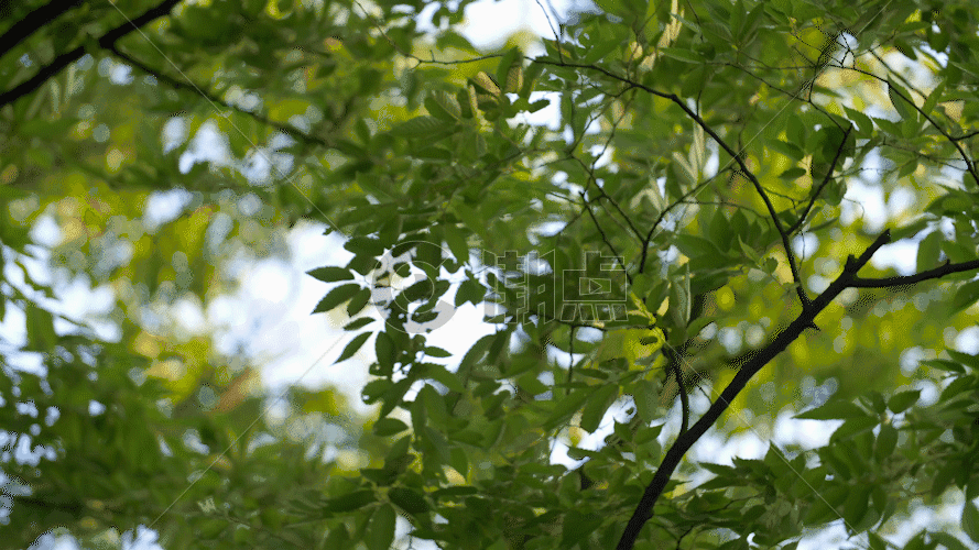 晴天绿色树叶GIF图片素材免费下载