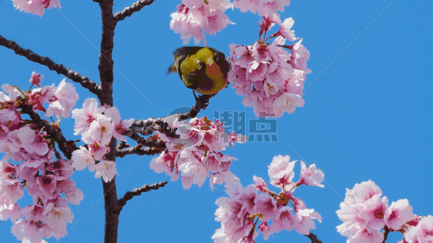春暖花开树枝上的黄鹂鸟GIF图片素材免费下载