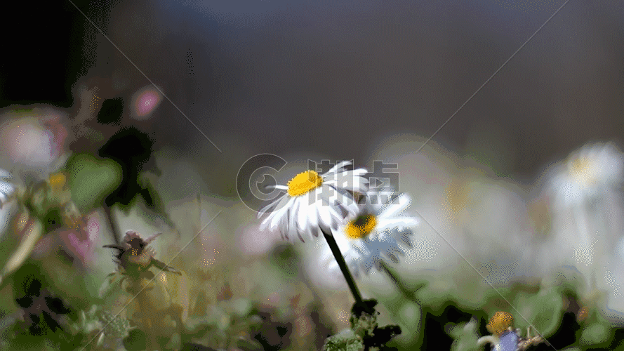 微距镜头的蜜蜂采花GIF图片素材免费下载
