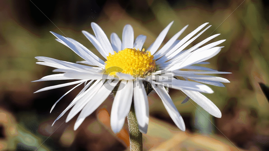 微距镜头下蜜蜂采花GIF图片素材免费下载