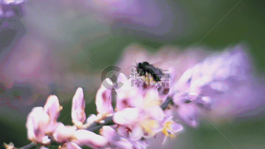 蜜蜂采花GIF图片素材免费下载