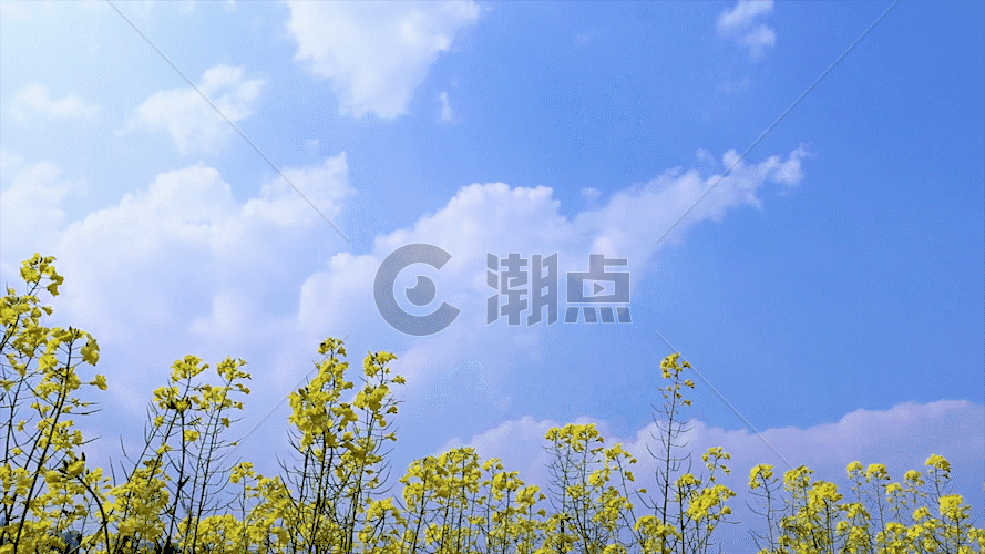 天空背景油菜花之蜜蜂飞舞 GIF图片素材免费下载