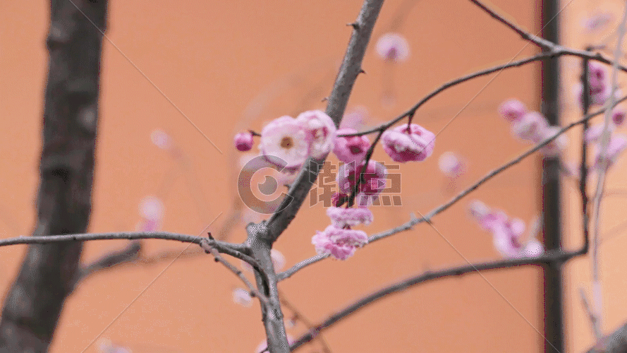 满树的花朵盛开实拍GIF图片素材免费下载