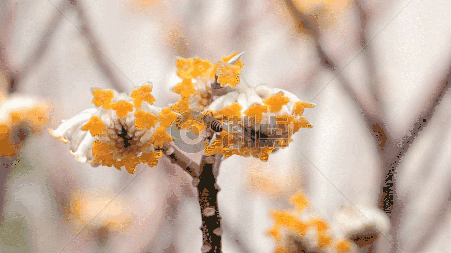 小蜜蜂采蜜实拍视频GIF图片素材免费下载