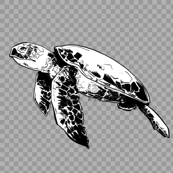 海龟图片素材免费下载