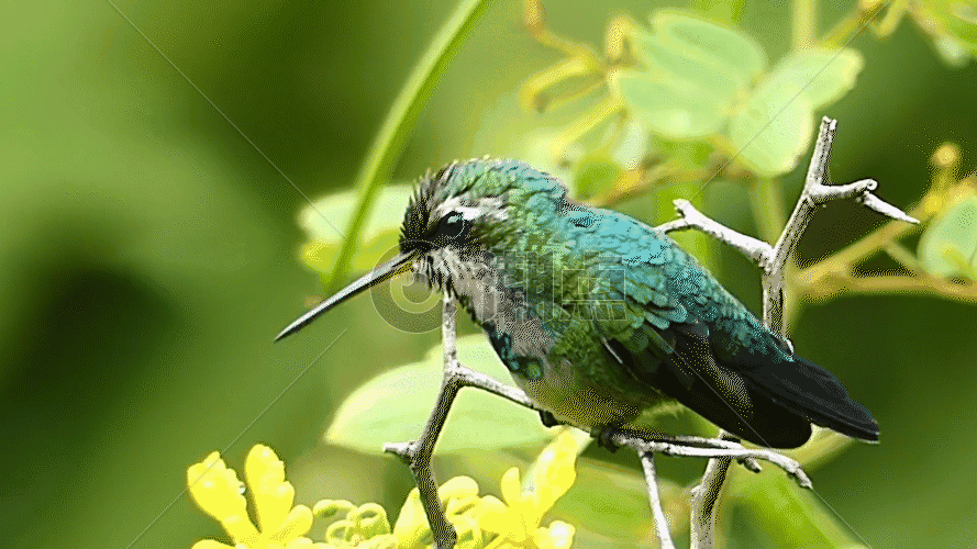 野生动物蜂鸟GIF图片素材免费下载