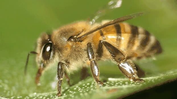 蜜蜂吸早上的露水GIF图片素材免费下载