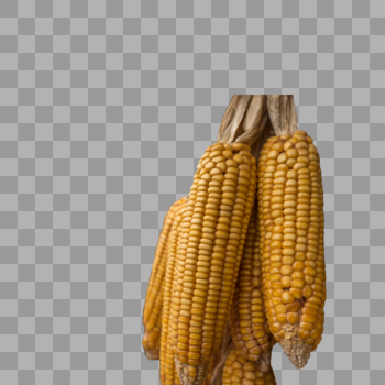 玉米棒子图片素材免费下载