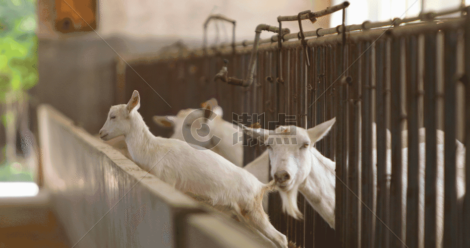 养羊畜牧养殖4K超清GIF图片素材免费下载