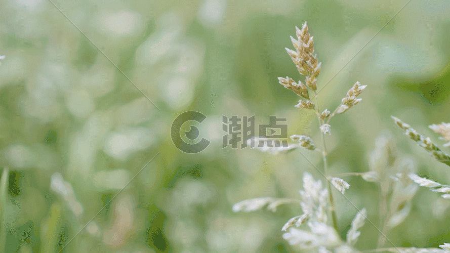 一组植物的特写唯美合集GIF图片素材免费下载