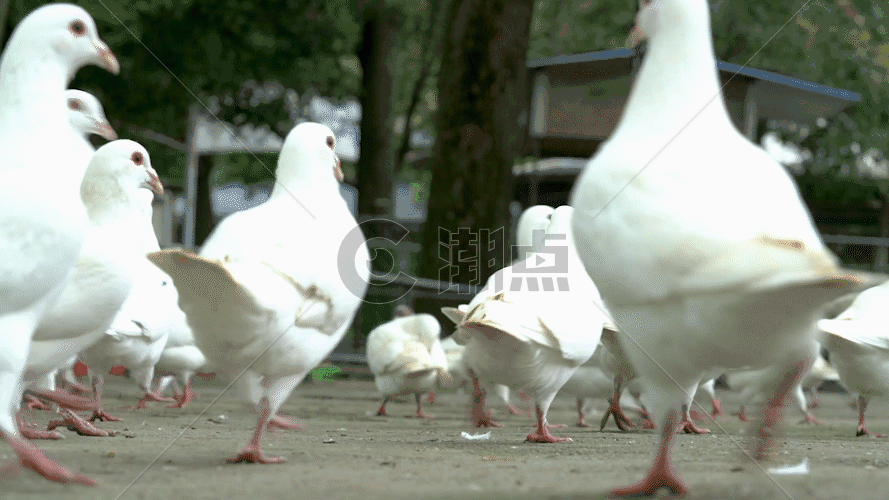 成群的鸽子GIF图片素材免费下载