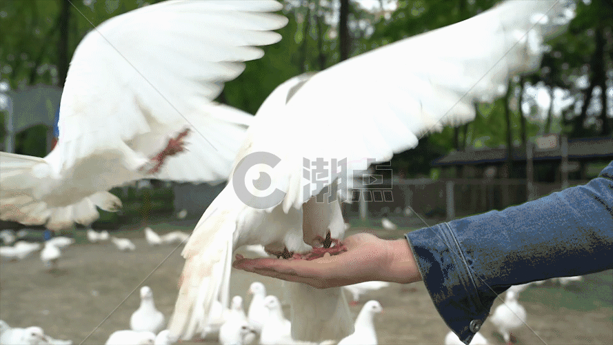 飞鸽GIF图片素材免费下载