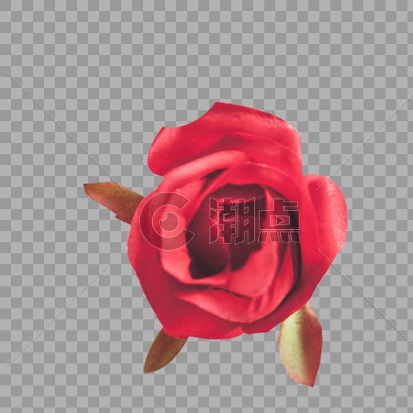 玫瑰花图片素材免费下载 高清版权图片可商用 潮点视频