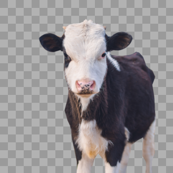 牧场的奶牛图片素材免费下载