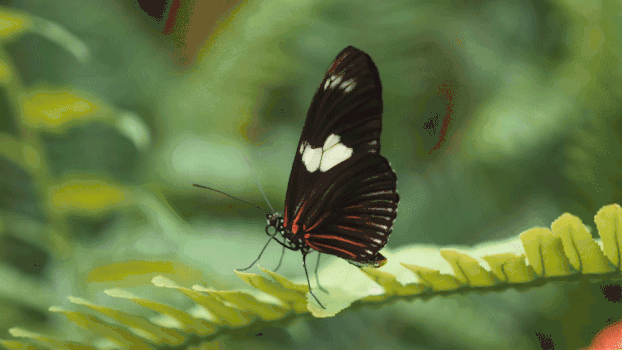 树叶上美丽的黑色蝴蝶GIF图片素材免费下载