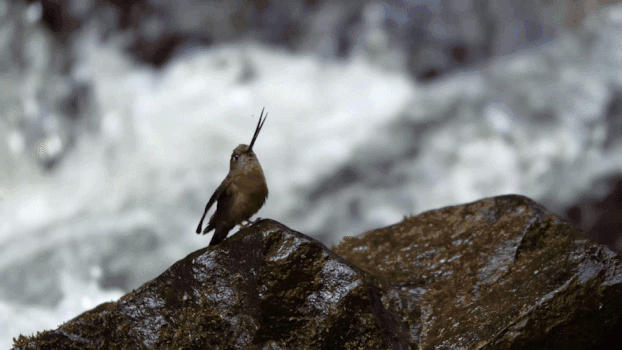 溪流旁边石头上的沙蜂鸟GIF图片素材免费下载