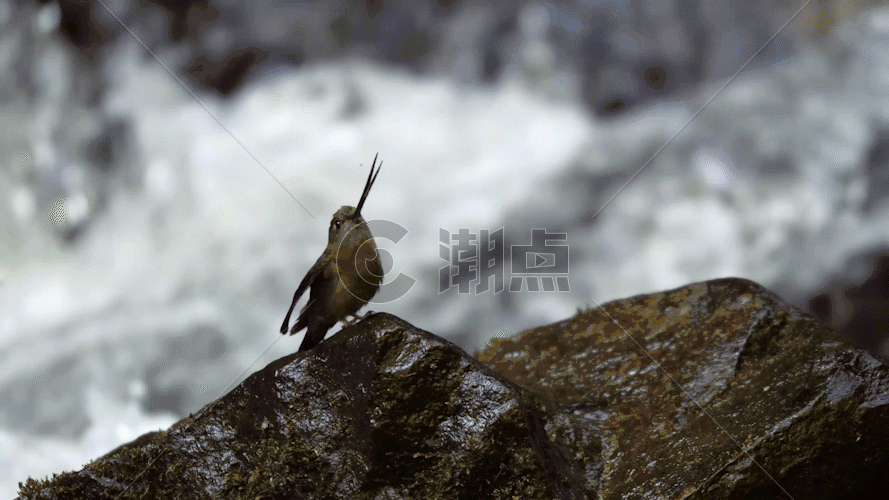 溪流旁边石头上的沙蜂鸟GIF图片素材免费下载