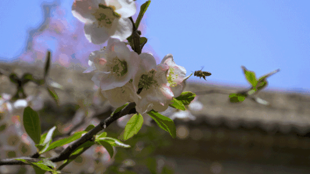 蜜蜂采蜜GIF图片素材免费下载