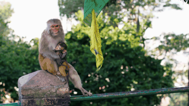 顽皮的峨眉山小猴子GIF图片素材免费下载