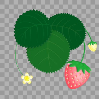 一颗粉红草莓、白色草莓花、草莓绿叶植物图片素材免费下载