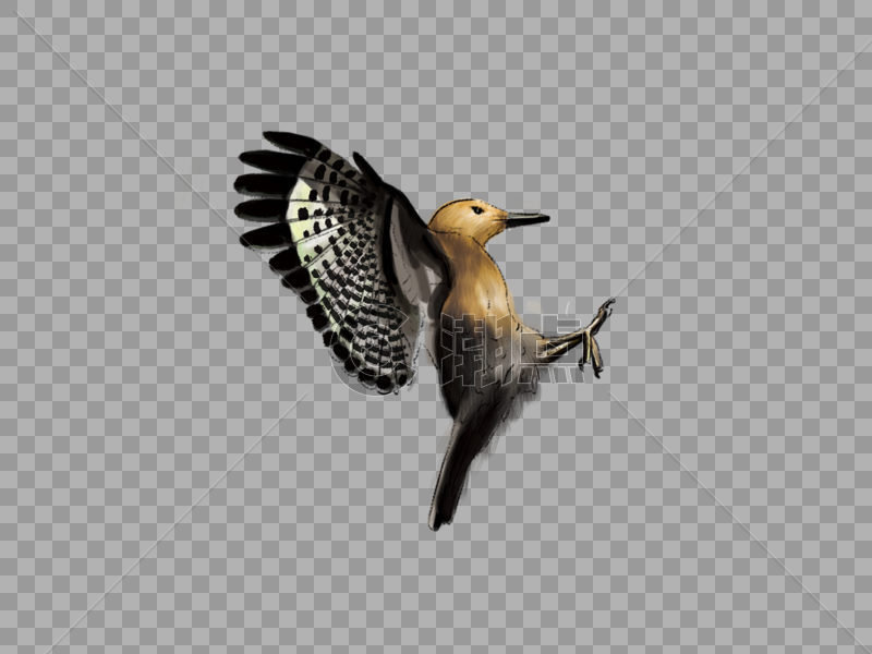 手绘写实展翅飞翔的鸟图片素材免费下载