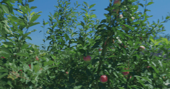 苹果树GIF图片素材免费下载