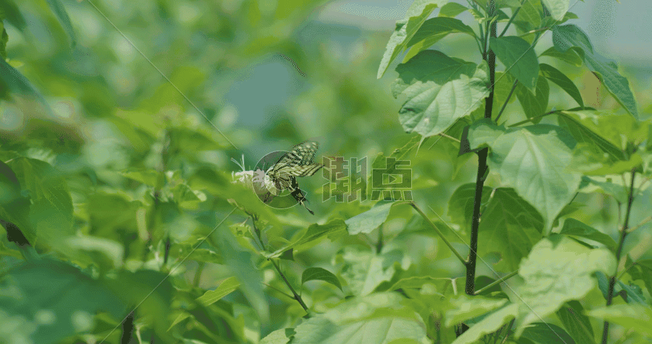 蝴蝶花朵高速摄影GIF图片素材免费下载