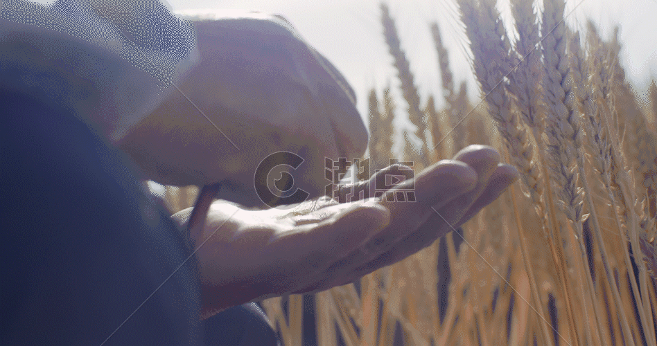 农业专家水稻科研GIF图片素材免费下载