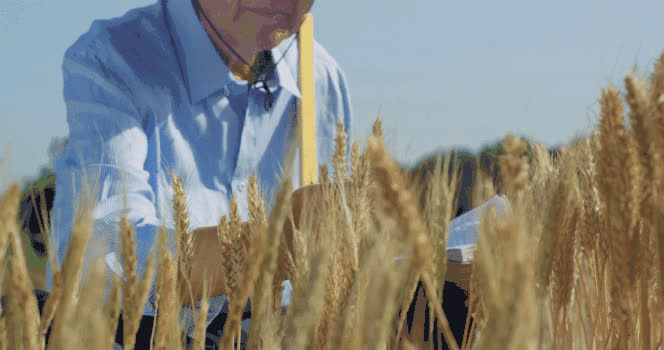 农业专家水稻GIF图片素材免费下载